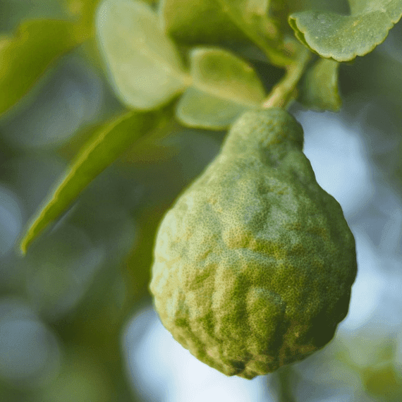 Bergamot Essential Oil