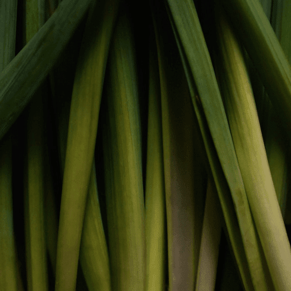 Lemongrass Essential Oil