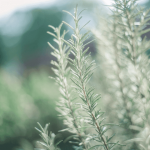 Rosemary Essential Oil